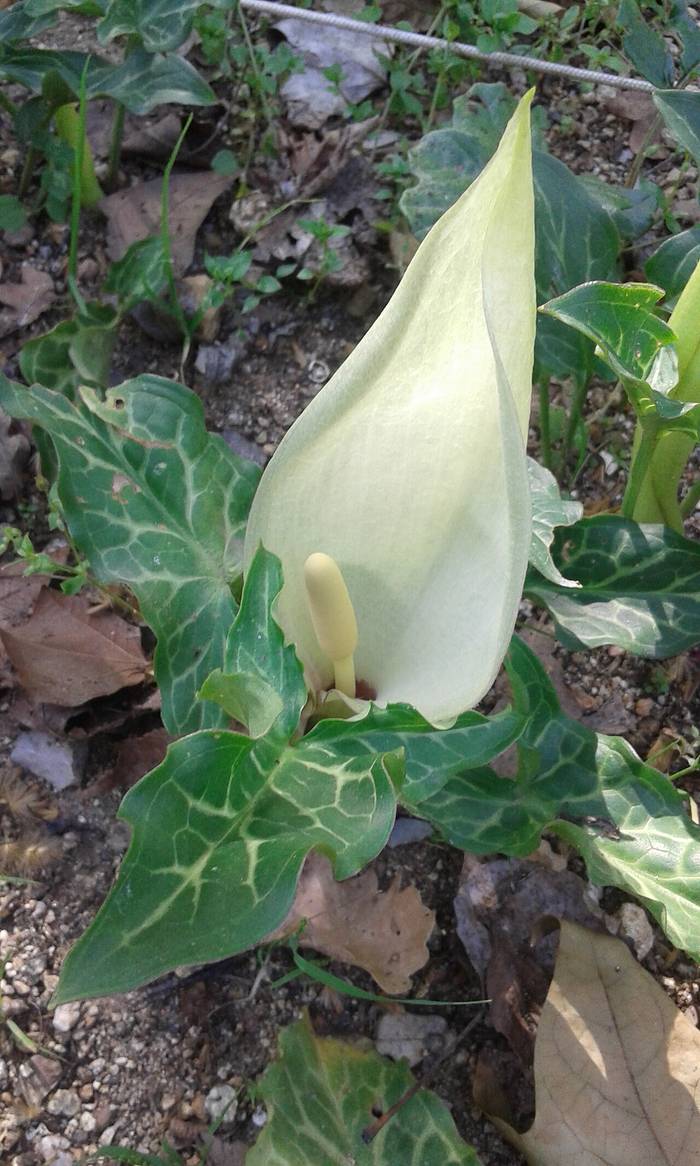 Foto af Italiensk arum