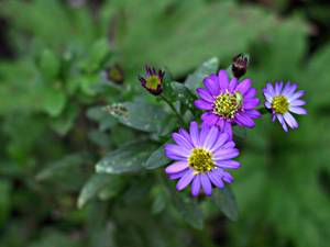 Foto af Tall fleabane