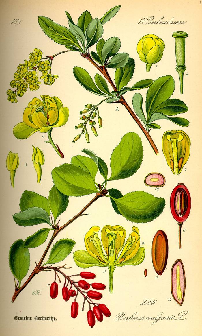 Foto af Berberis