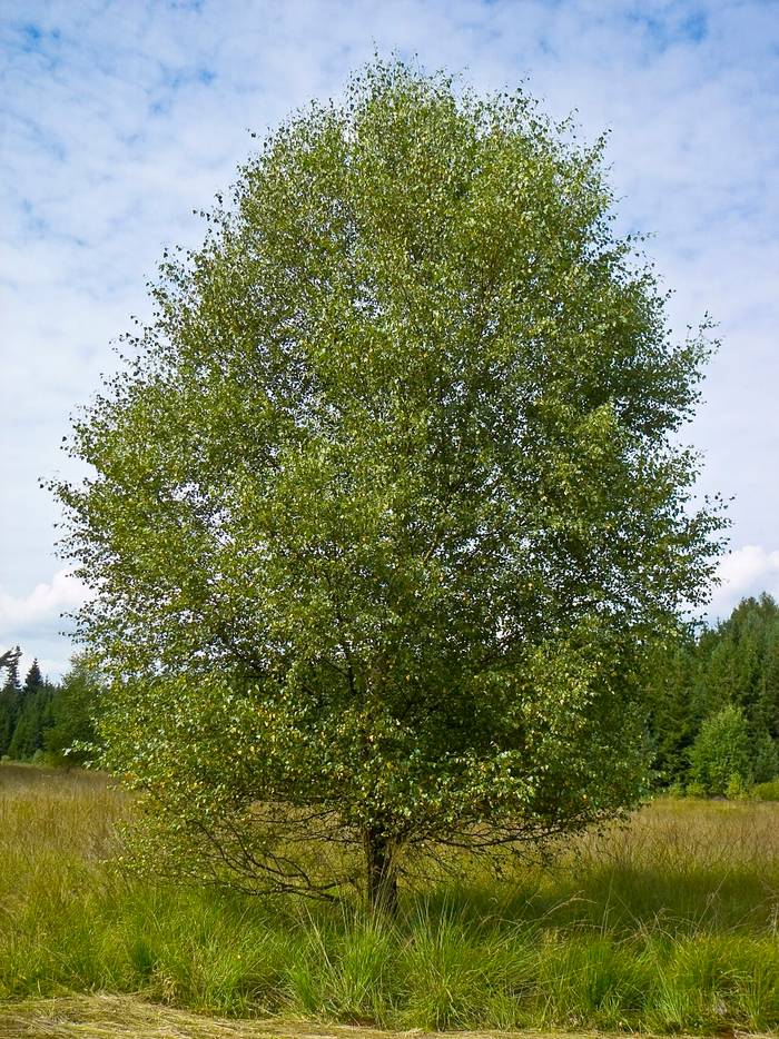 Foto af Dun-birk