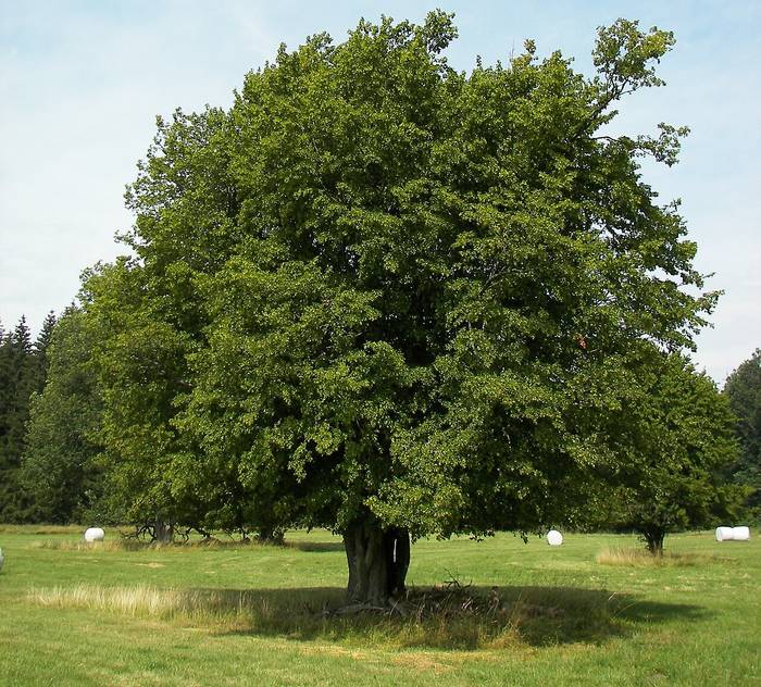 Foto af Avnbøg