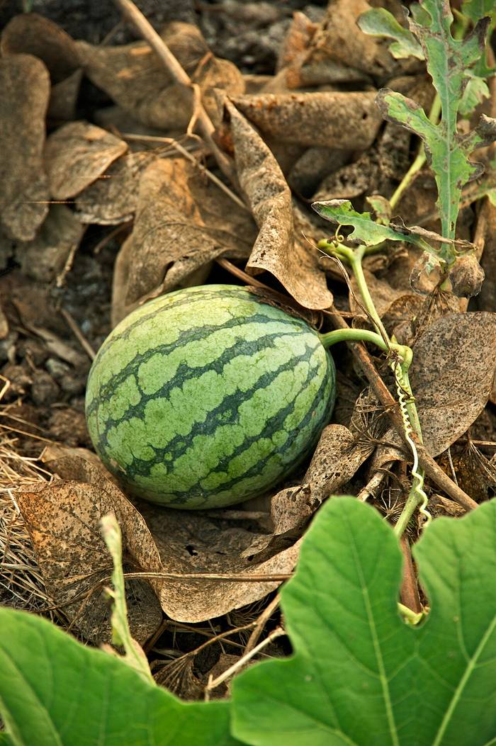 Foto af Vandmelon