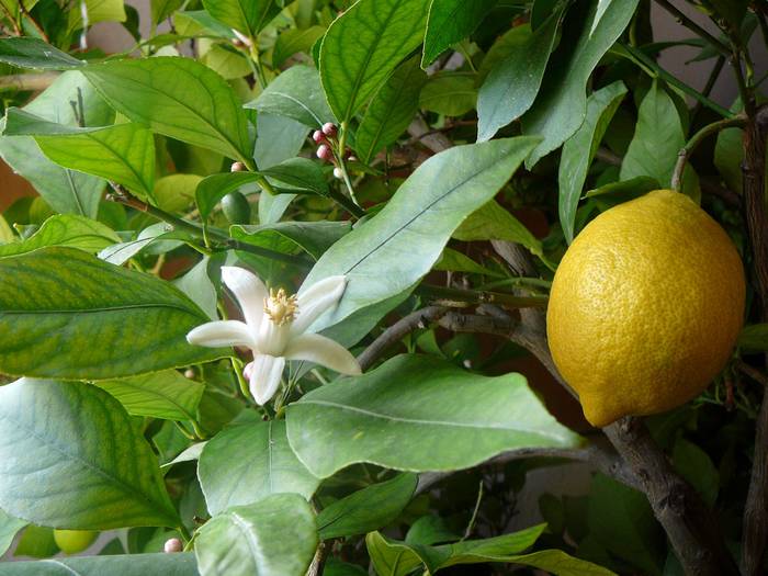 Foto af Citron