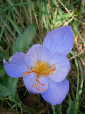 Foto af autumn crocus
