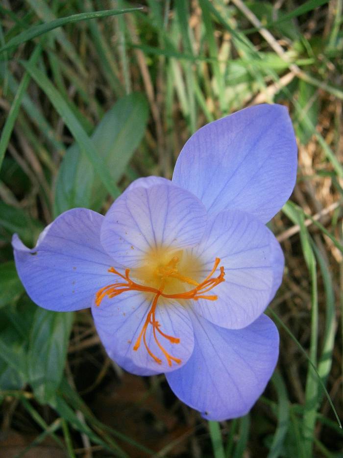 Foto af autumn crocus