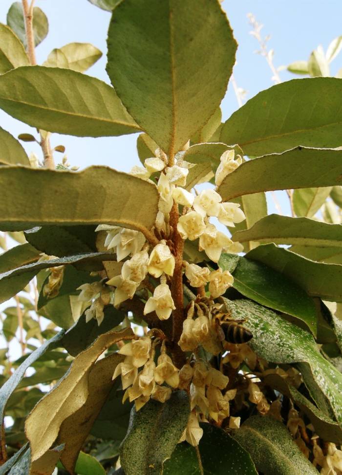 Foto af broad-leaved oleaster