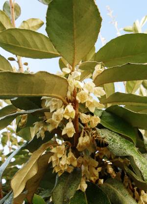 Foto af broad-leaved oleaster