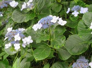 Foto af Havehortensia