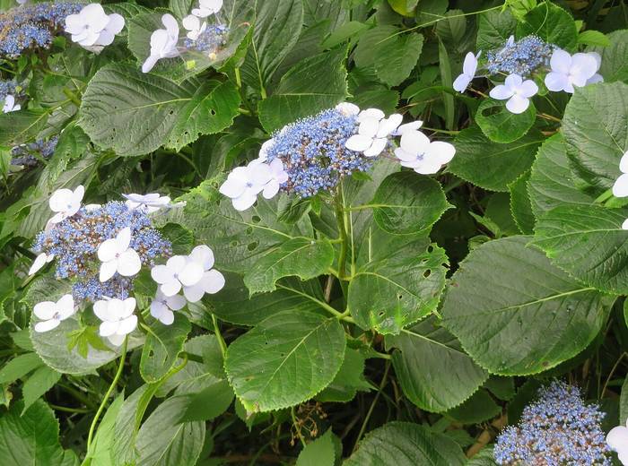 Foto af Havehortensia
