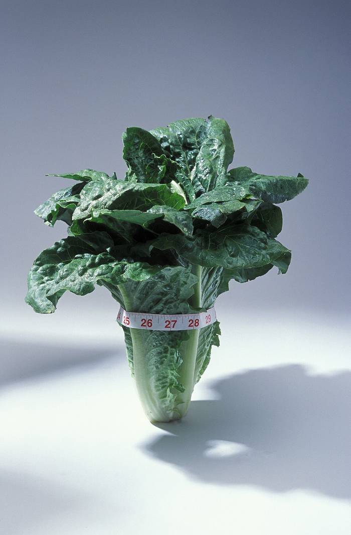 Foto af Romainesalat