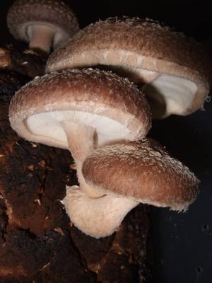 Foto af Shiitake