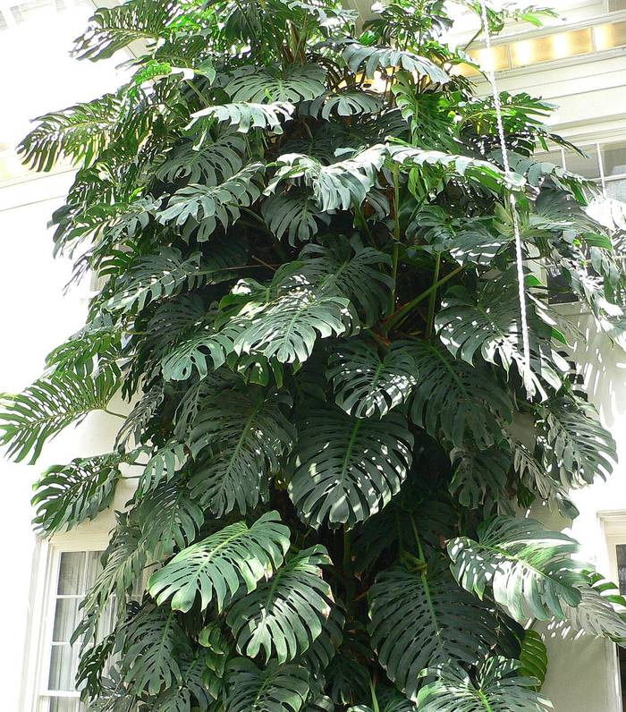 Foto af Fingerfilodendron