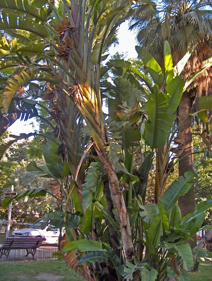 Foto af Banan