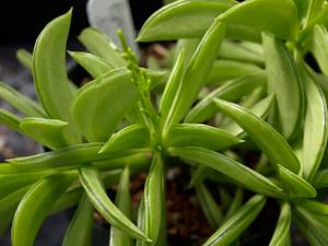 Foto af Peperomia
