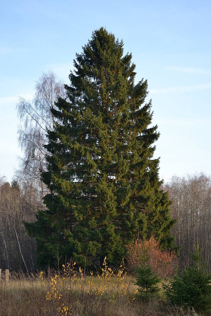 Foto af Rød-gran