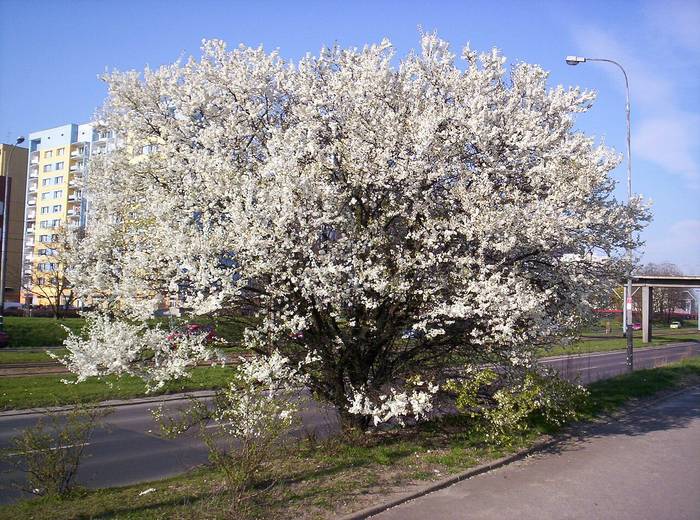 Foto af Mirabelblomme