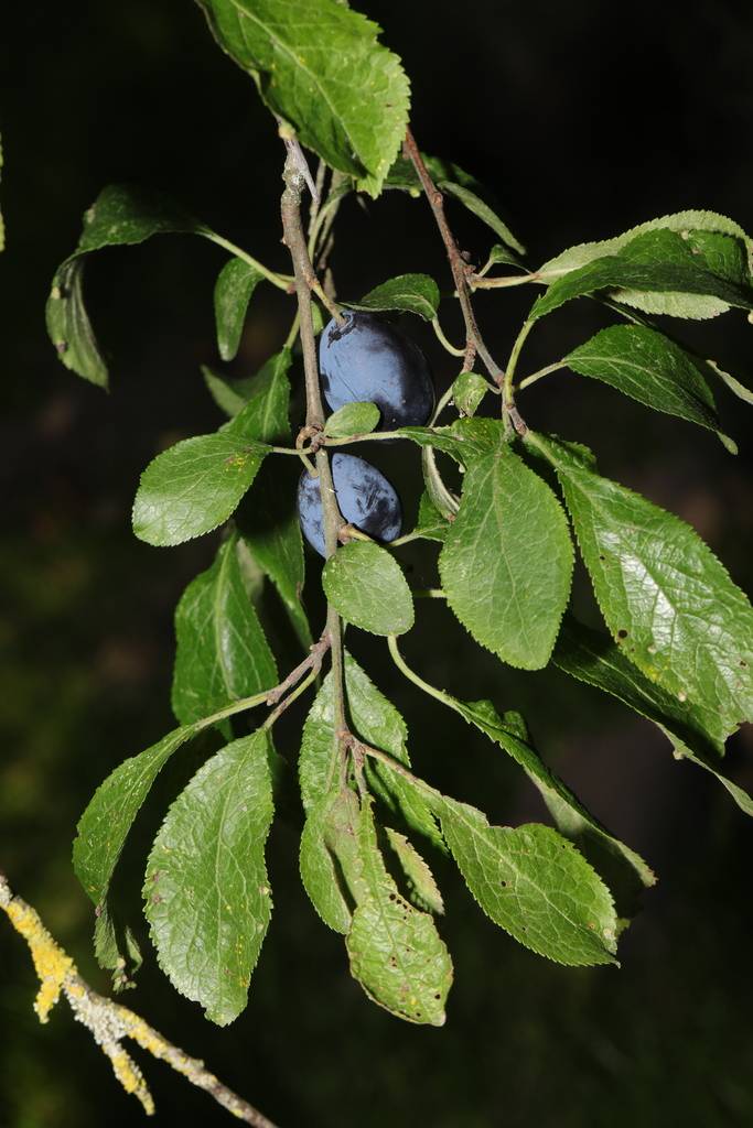 Foto af Damson bullace