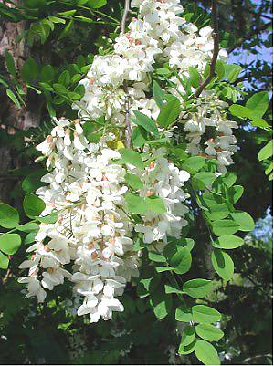Foto af Robinie