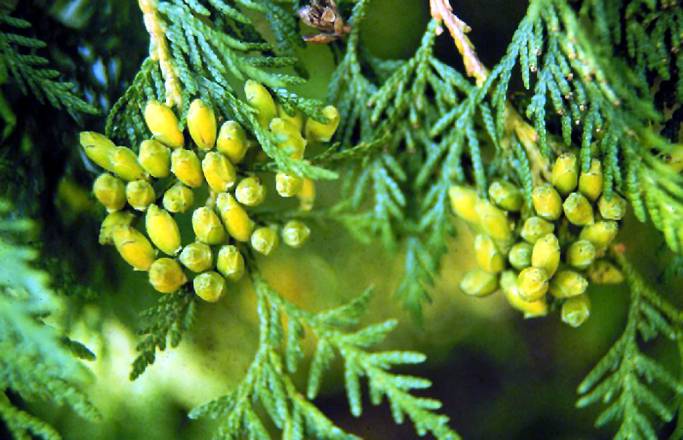 Photograph of White cedar