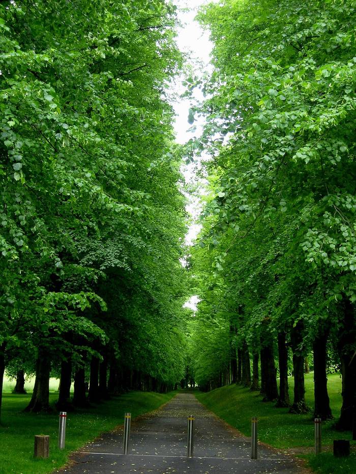 Foto af Park-lind