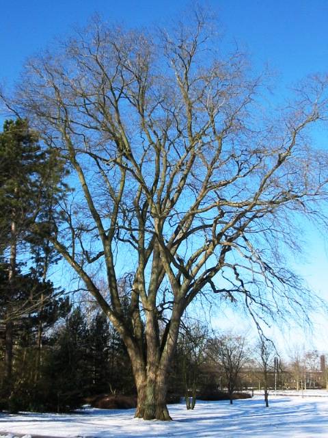 Foto af Skov-elm